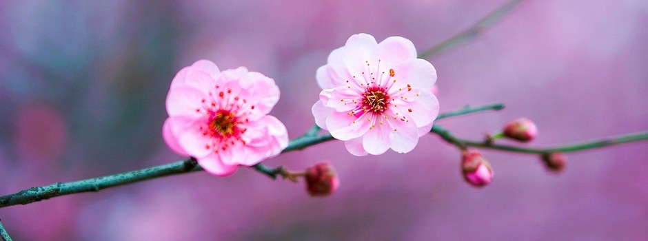 flower-4065504_1280.jpg